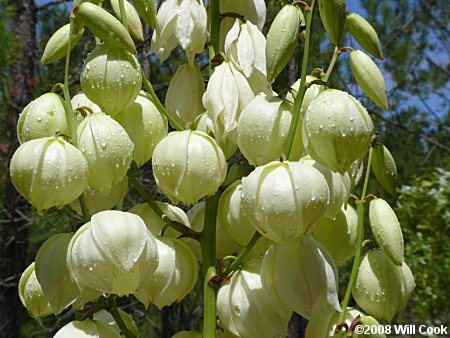 Yucca filamentosa