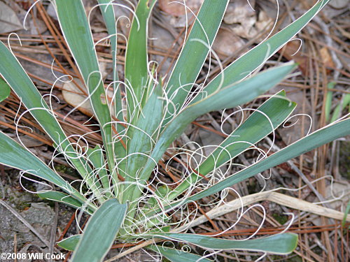 Yucca filamentosa