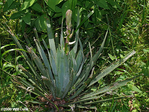 Weak-leaf Yucca (Yucca flaccida)
