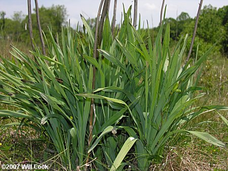 Weak-leaf Yucca (Yucca flaccida)