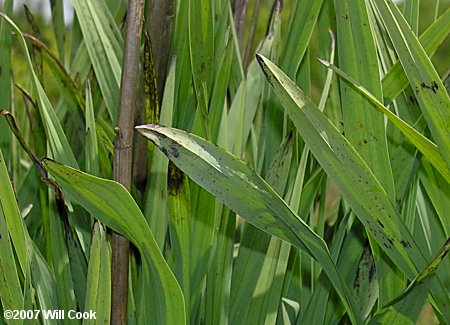 Weak-leaf Yucca (Yucca flaccida)