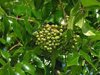 Hercules' Club (Zanthoxylum clava-herculis)