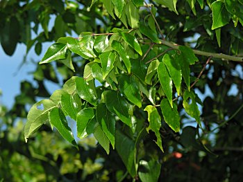 Hercules' Club (Zanthoxylum clava-herculis)