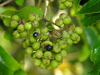 Hercules' Club (Zanthoxylum clava-herculis)