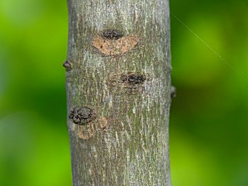 Hercules' Club (Zanthoxylum clava-herculis)