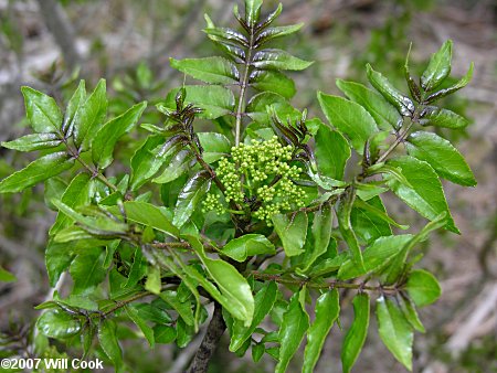 Hercules' Club (Zanthoxylum clava-herculis)