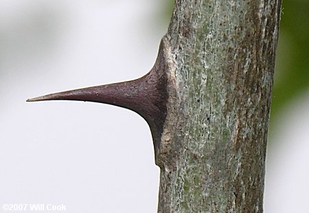 Hercules' Club (Zanthoxylum clava-herculis)