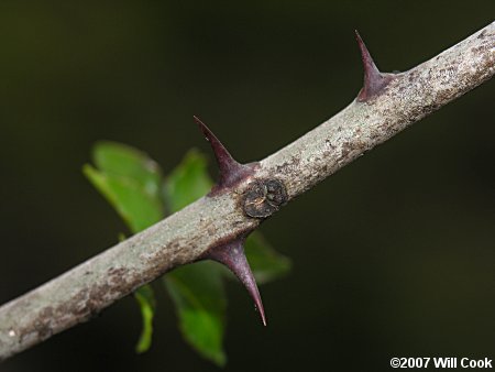 Hercules' Club (Zanthoxylum clava-herculis)