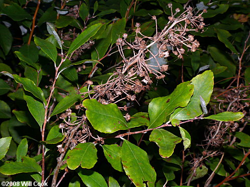 Zenobia, Honeycups (Zenobia pulverulenta) fruit capsules