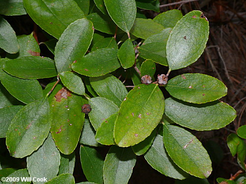 Zenobia, Honeycups (Zenobia pulverulenta) fruit capsules