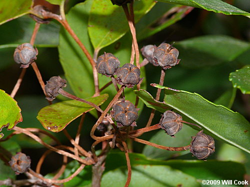 Zenobia, Honeycups (Zenobia pulverulenta) fruit capsules