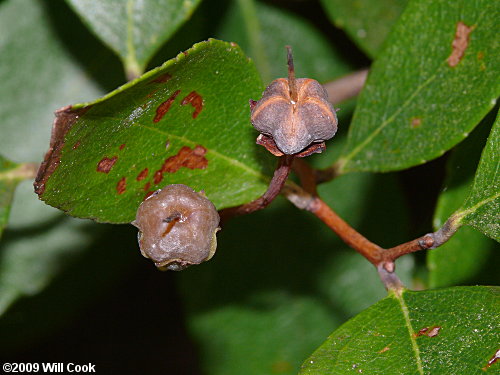 Zenobia, Honeycups (Zenobia pulverulenta) fruit capsules