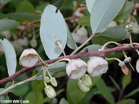 Zenobia, Honeycups (Zenobia pulverulenta) flowers