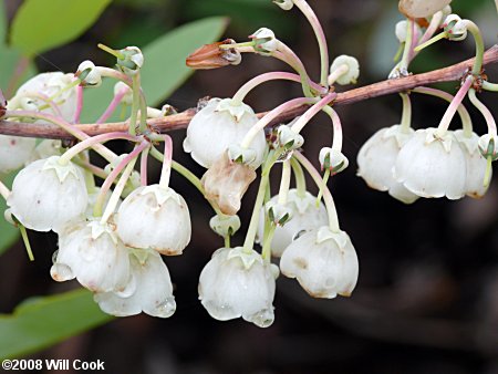 Zenobia, Honeycups (Zenobia pulverulenta) flowers