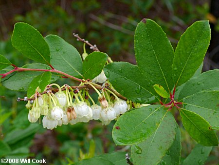 Zenobia, Honeycups (Zenobia pulverulenta) leaves