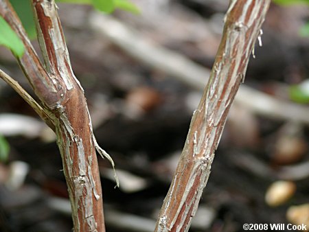 Zenobia, Honeycups (Zenobia pulverulenta) bark