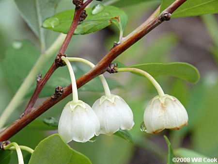 Zenobia, Honeycups (Zenobia pulverulenta) flowers