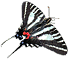 Zebra Swallowtail