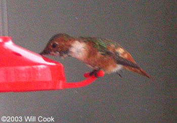 Allen's Hummingbird (Selasphorus sasin)