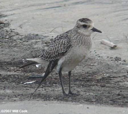 American Golden-Plover (Pluvialis dominica)