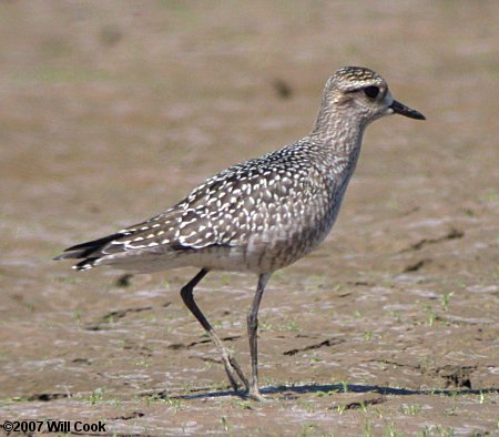 American Golden-Plover (Pluvialis dominica)