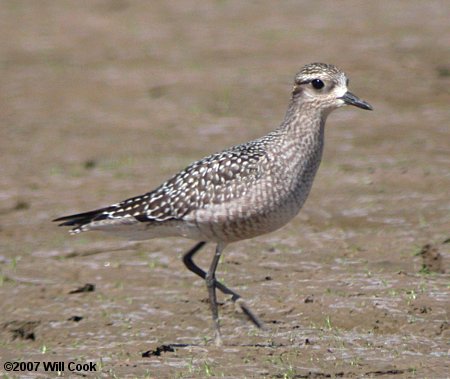 American Golden-Plover (Pluvialis dominica)