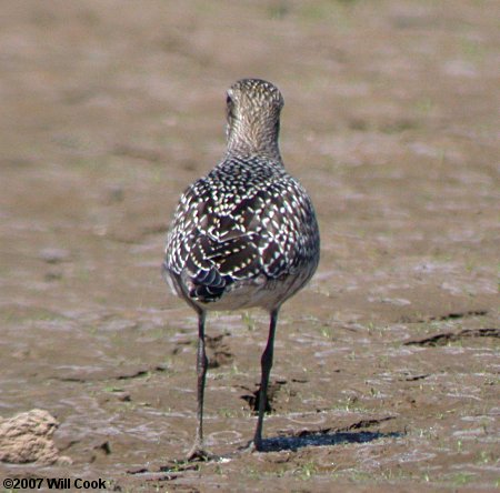 American Golden-Plover (Pluvialis dominica)