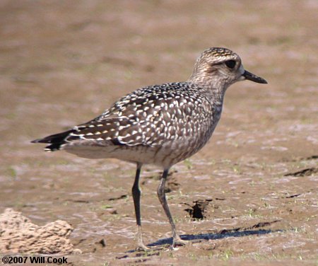 American Golden-Plover (Pluvialis dominica)