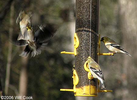 American Goldfinch (Carduelis tristis)