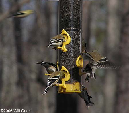 American Goldfinch (Carduelis tristis)