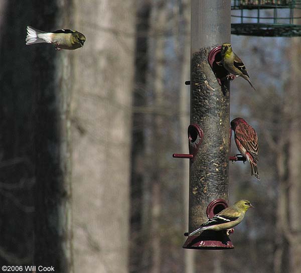 American Goldfinch (Carduelis tristis)