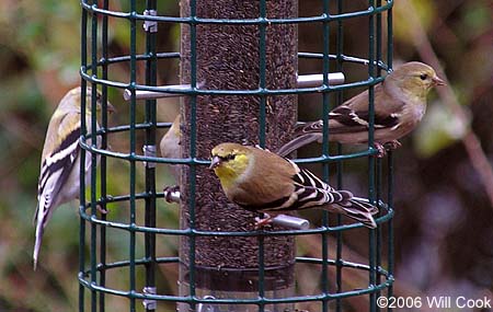 American Goldfinch (Carduelis tristis)