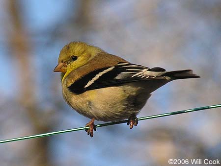 American Goldfinch (Carduelis tristis)