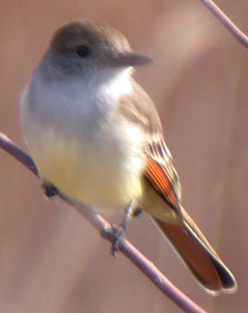 Ash-throated Flycatcher (Myiarchus cinerascens)