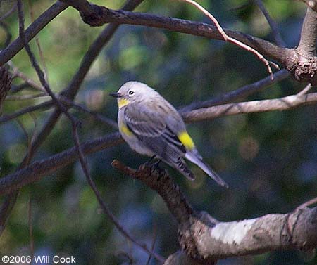 Audubon's Warbler (Setophaga [coronata] auduboni)