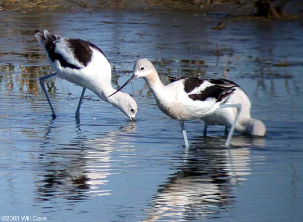 American Avocet (Recurvirostra americana)