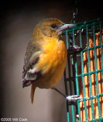 Baltimore Oriole (Icterus galbula)