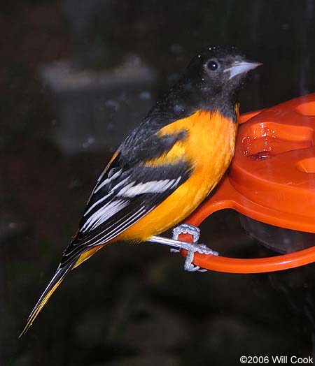 Baltimore Oriole (Icterus galbula)