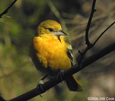 Baltimore Oriole (Icterus galbula)