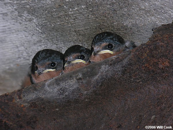 Barn Swallow (Hirundo rustica)