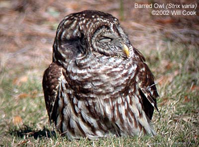 Barred Owl (Strix varia)