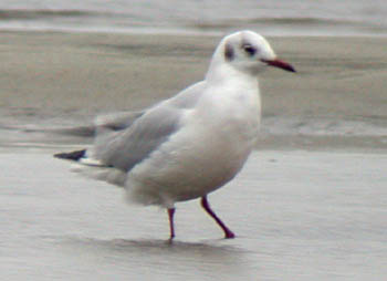 Black-headed Gull (Larus ridibundus)