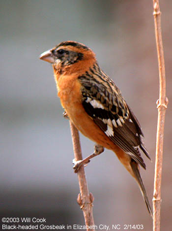 Black-headed Grosbeak (Pheucticus melanocephalus)