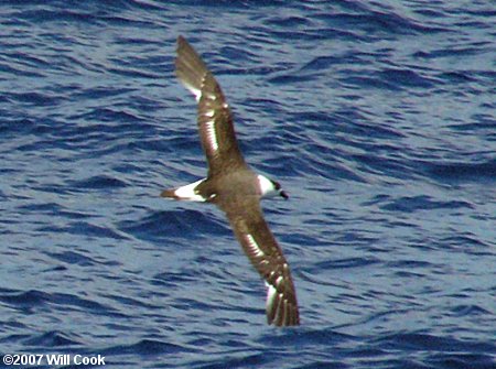 Black-capped Petrel (Pterodroma hasitata)