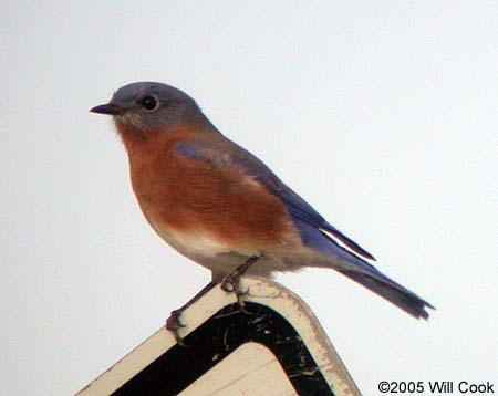 Eastern Bluebird (Sialia sialis)