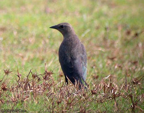 Brewer's Blackbird (Euphagus cyanocephalus)