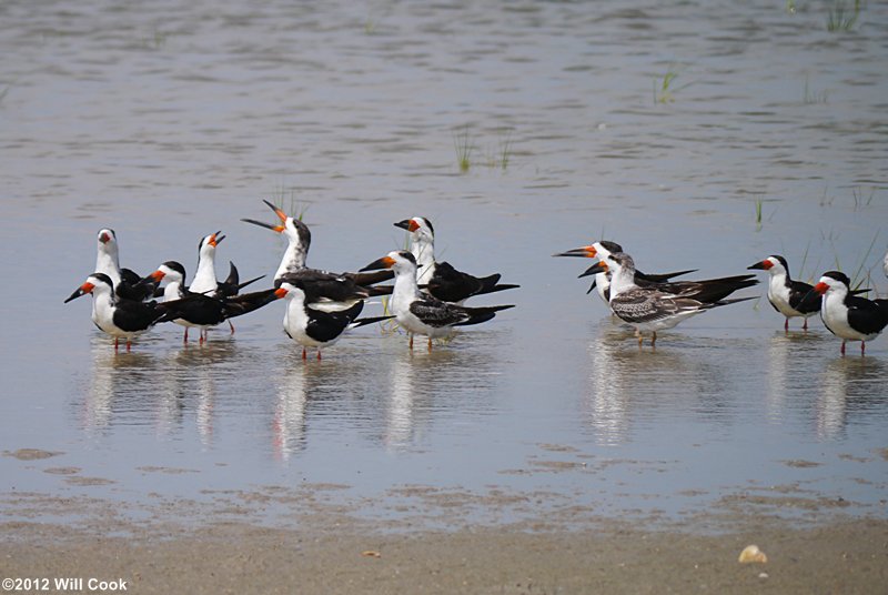 Black Skimmer (Rynchops niger)