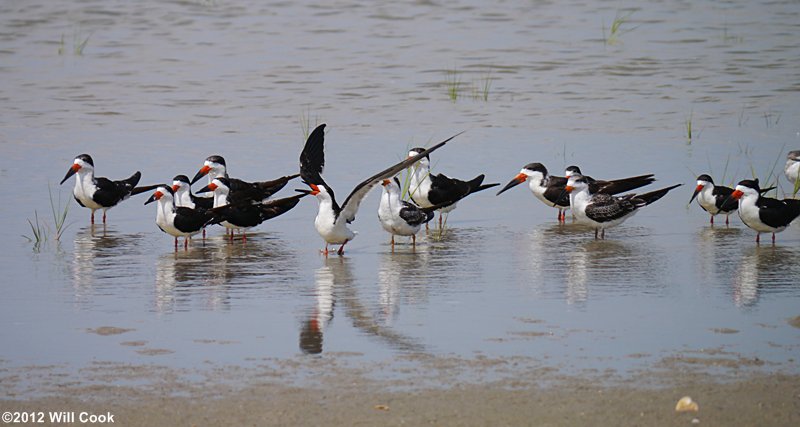 Black Skimmer (Rynchops niger)