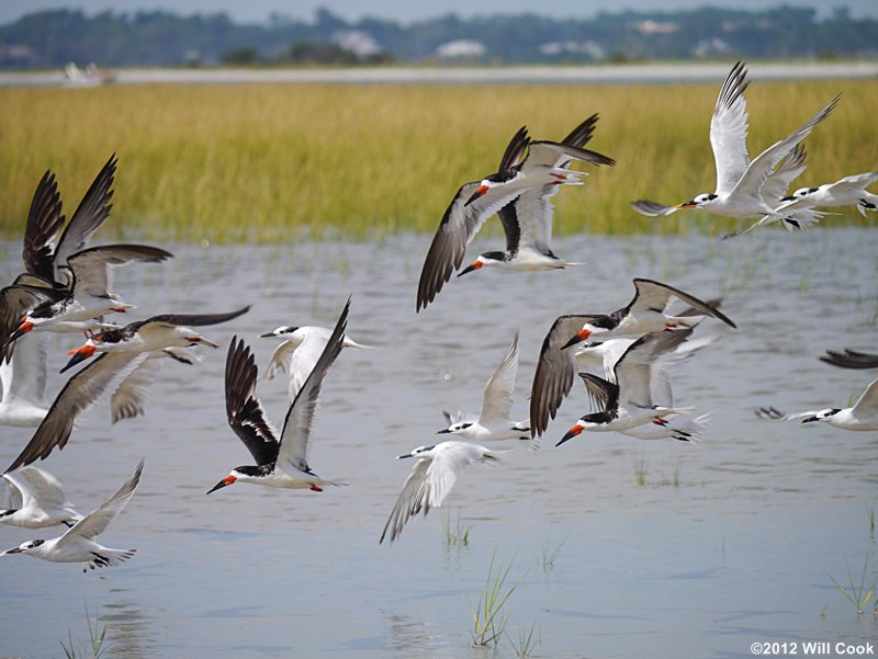 Black Skimmer (Rynchops niger)