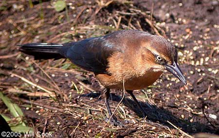 Boat-tailed Grackle (Quiscalus major)